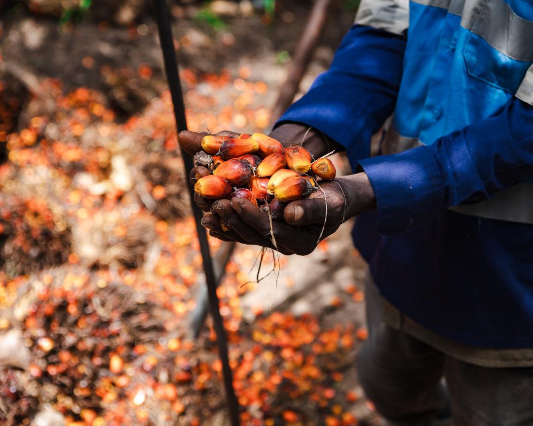 Fresh palm fruit