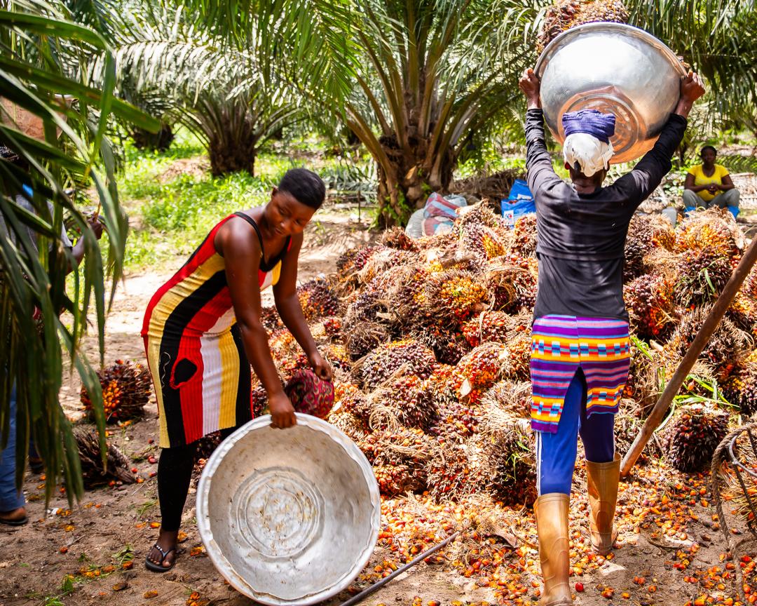 Processing palm fruit
