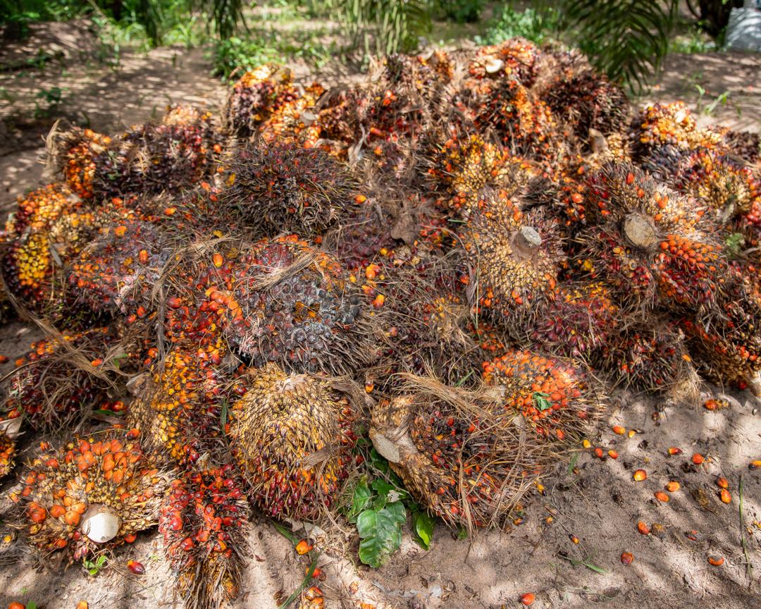 Palm fruit bunches